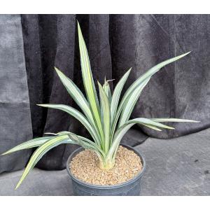 Agave sisalana (variegated) 2-gallon pots